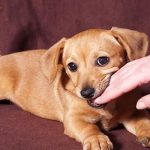 Mơ Thấy Chó Cắn Đánh Con Gì? Giải Mã Cực Chuẩn Tại Hi88