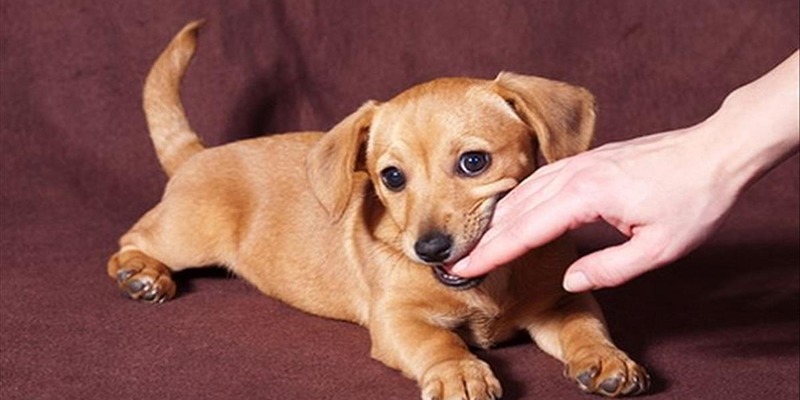 Mơ Thấy Chó Cắn Đánh Con Gì? Giải Mã Cực Chuẩn Tại Hi88