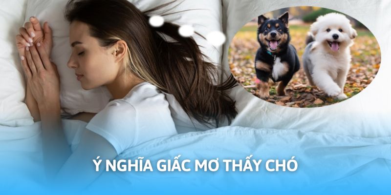 Mơ thấy chó mang lại nhiều ý nghĩa riêng biệt