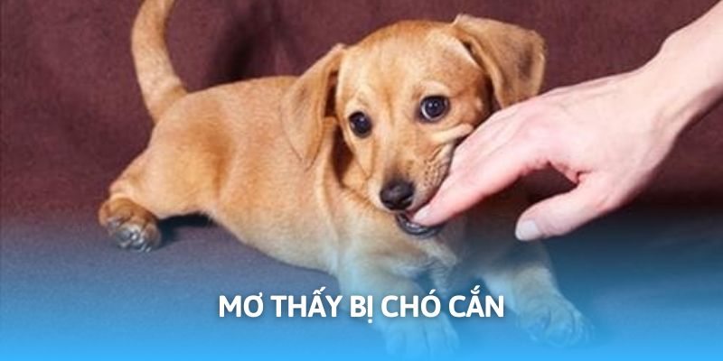 Chó cắn có thể là báo hiệu không mấy tích cực
