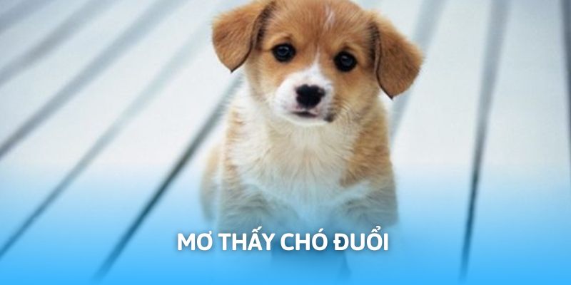 Chó đẻ mang lại nhiều may mắn