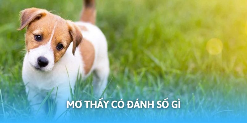 Mọi người cần cân nhắc kỹ quyết định khi mơ thấy bị chó đuổi