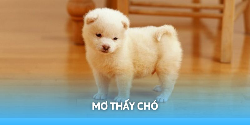 Mơ Thấy Chó Báo Điềm Gì? Giải Mã Ý Nghĩa Thường Gặp
